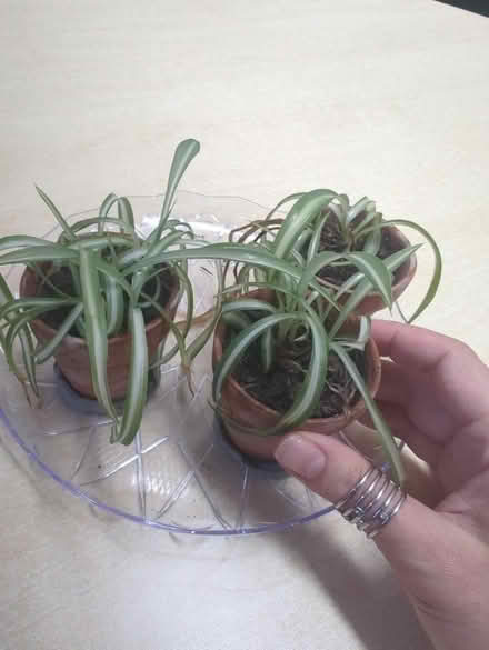 Photo of free Little plants (Headington OX3) #1