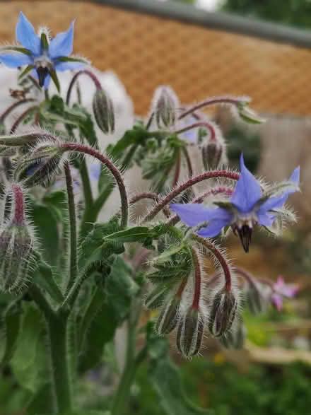 Photo of free Borage seedlings (Norbury SW16) #3