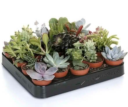 Photo of very small succulents (Tufnell Park) #1