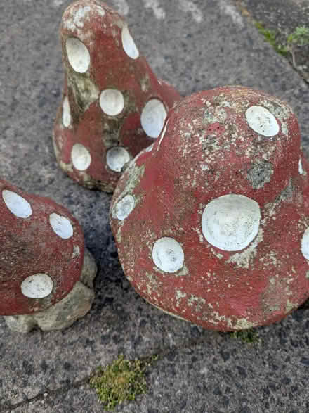 Photo of free Stone garden 'toadstools' (Blossomfield B91) #2