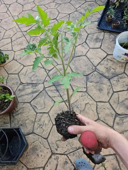 Photo of free Tomato Plants (Dunning, Chicago) #4
