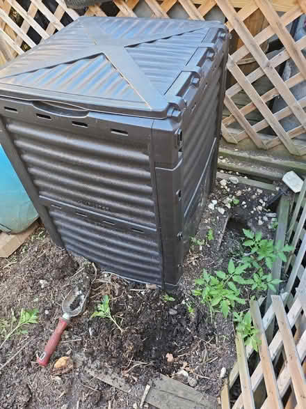 Photo of free Tomato Plants (Dunning, Chicago) #1