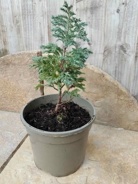 Photo of free Small Conifer in pot (New Ferry CH62) #1