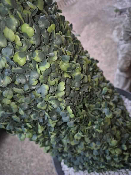 Photo of free Fake tress (Ashington (NE63)) #3