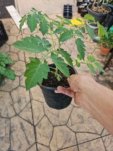 Photo of free Tomato Plants (Dunning, Chicago) #3