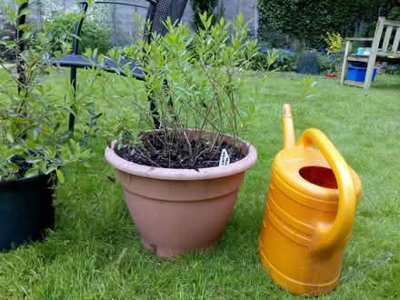 Photo of free Leggy salvia plants (Taverham NR8) #1