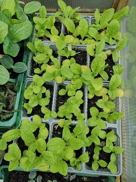 Photo of free Borage seedlings (Norbury SW16) #1