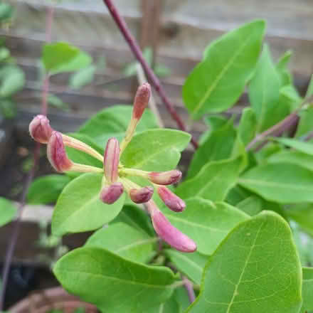 Photo of free Honeysuckle plant (Wyke BD12) #2
