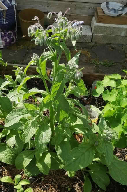 Photo of free Borage seedlings (Norbury SW16) #2