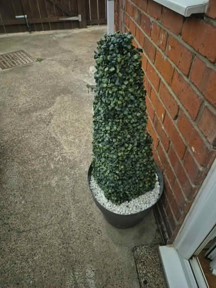 Photo of free Fake tress (Ashington (NE63)) #1