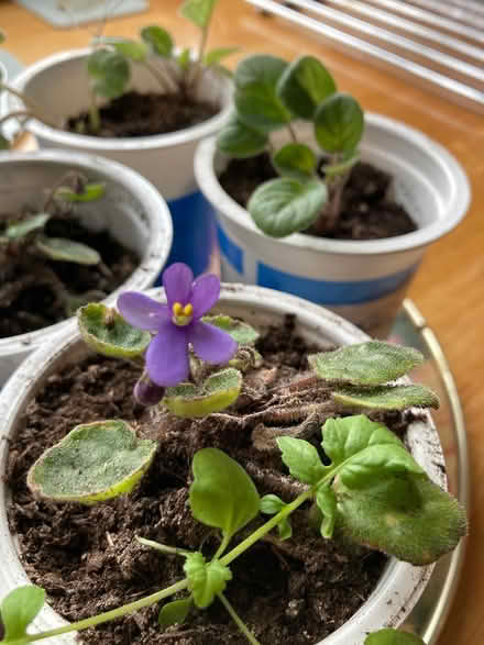 Photo of free Unusual African violet plants (Erlestoke Devizes SN10) #1