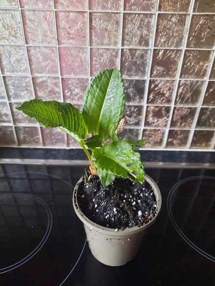 Photo of free Persicaria cutting plant now (Morden SM4) #3