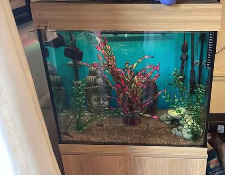 Photo of free Fish tank (Calcot RG31 7ZT) #1
