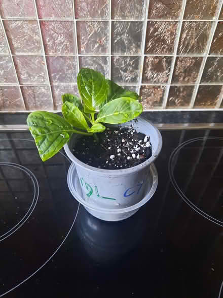 Photo of free White Lacecap Hydrangea (Morden SM4) #2