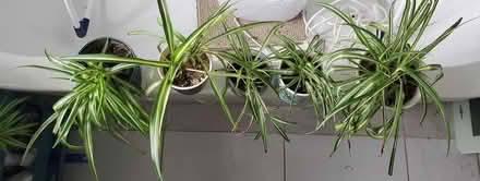 Photo of free Spider Plants Taunton (Taunton) #1