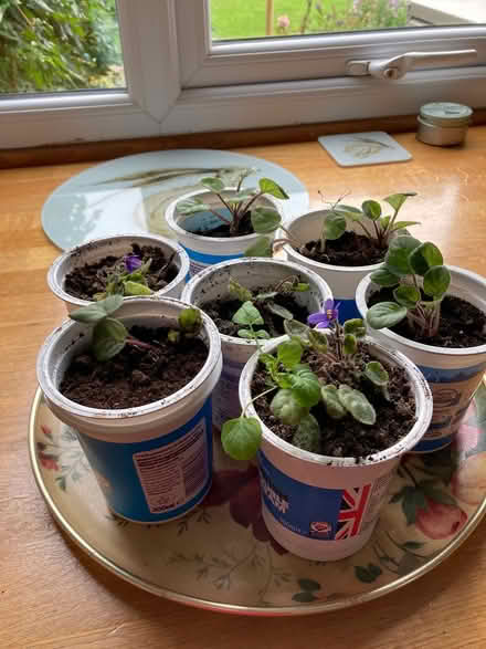 Photo of free Unusual African violet plants (Erlestoke Devizes SN10) #2