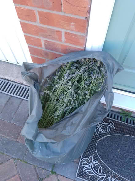 Photo of free bag of lavender cuttings. (Clacton-on-Sea CO15) #1