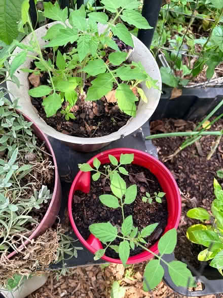 Photo of free Tomato seedlings (Hyattsville, MD) #1