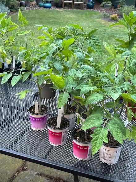 Photo of free Tomato plants (Ruddington) #1