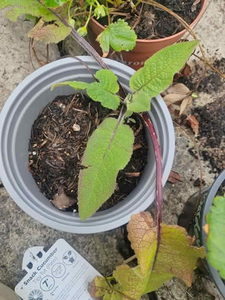 Photo of free Verbascum plant (Risinghurst OX3) #1