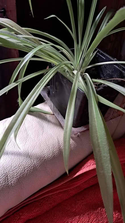 Photo of free Spider plant (Hornsey Road N4) #2