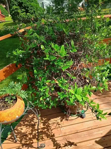 Photo of free Jade plant (NW Rochester) #1