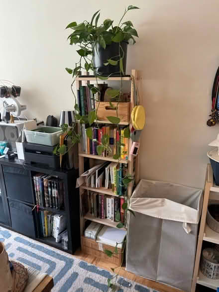 Photo of free Pothos plant + side baby (20008, near BreadFurst) #2