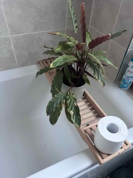 Photo of free Calathea house plant (West Bridgford NG2) #1