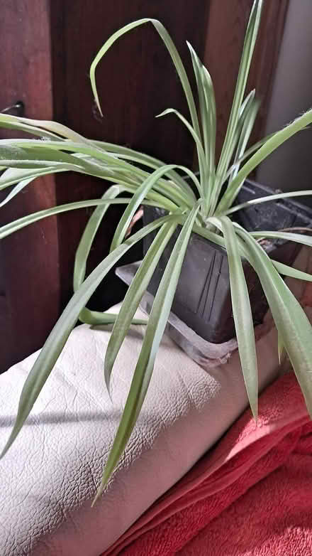 Photo of free Spider plant (Hornsey Road N4) #3