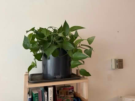 Photo of free Pothos plant + side baby (20008, near BreadFurst) #1