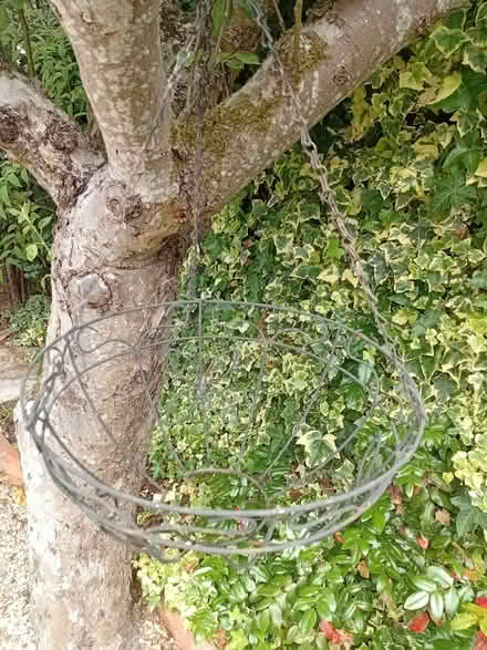 Photo of free Hanging Baskets x 4 (Frimley Green GU16) #2