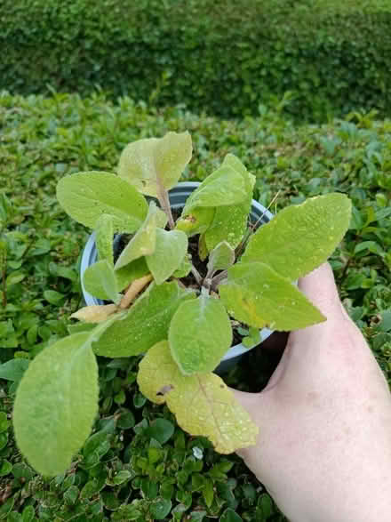Photo of free Small foxglove plants (Walkley, S6) #1