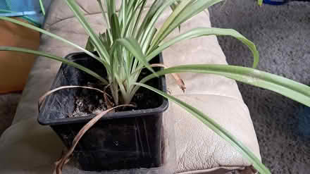 Photo of free Spider plant (Hornsey Road N4) #1