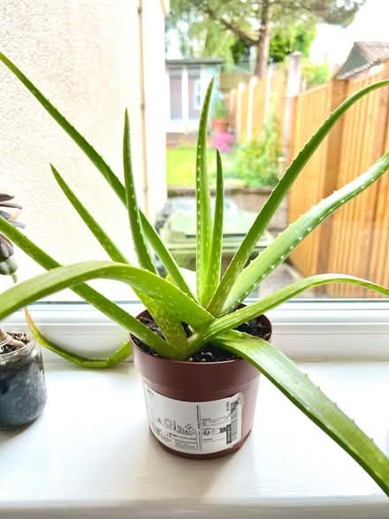 Photo of free Aloe Vera Plant (DE5 Codnor) #1