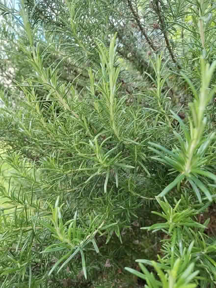 Photo of free Rosemary (Thornton Heath CR7) #1