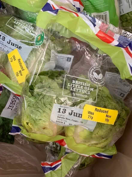 Photo of free Little gem lettuces (bexleyheath DA7) #1