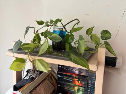 Photo of free Pothos plant + side baby (20008, near BreadFurst) #3