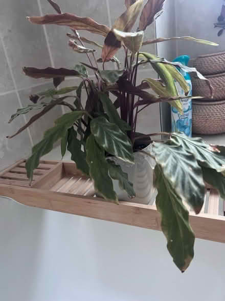 Photo of free Calathea house plant (West Bridgford NG2) #2