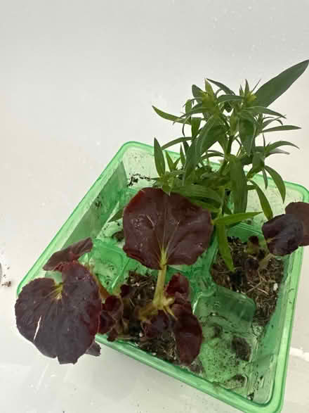Photo of free Left over outdoor plants (CO4 9 Colchester) #1