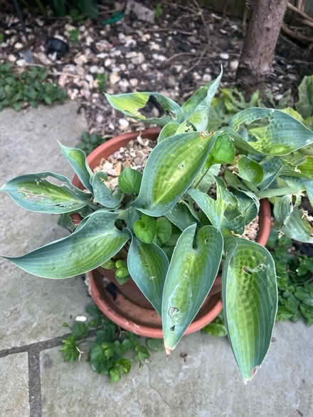 Photo of free Hosta garden plant in pot (West Bridgford NG2) #1