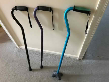 Photo of free Canes (Raritan Twp) #1