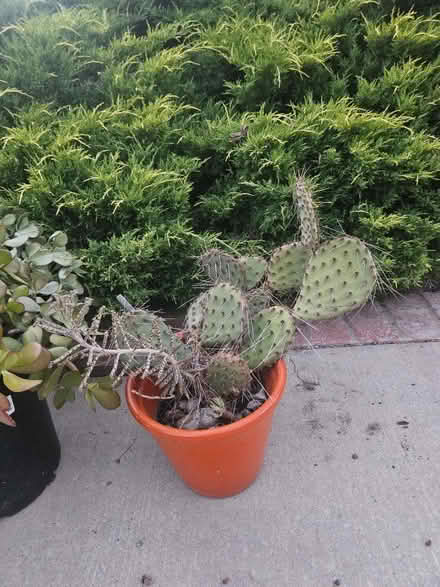 Photo of free Jade plants and cactus (Sevenhills) #2