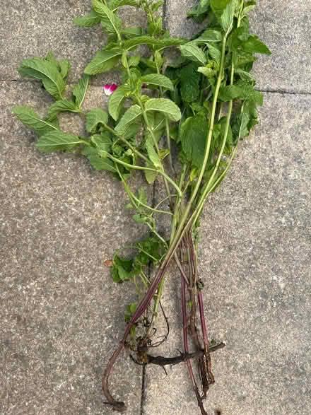 Photo of free Garden mint (CO4 9 Colchester) #1