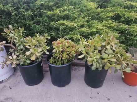 Photo of free Jade plants and cactus (Sevenhills) #1