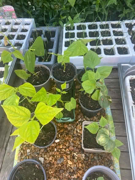 Photo of free Dwarf French bean plants (Pagham PO21 4) #1