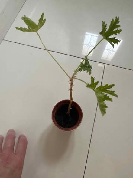 Photo of free Cutting of lemon balm plant indoor (CO4 9 Colchester) #1