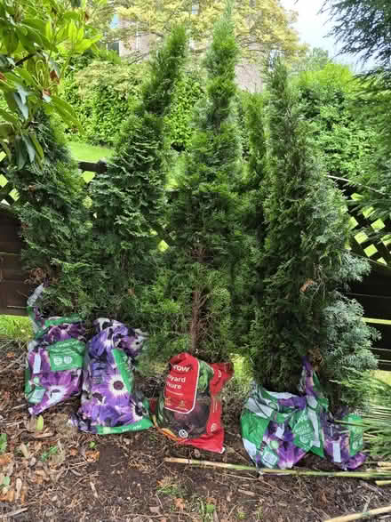 Photo of free Conifers (High Lane) #2