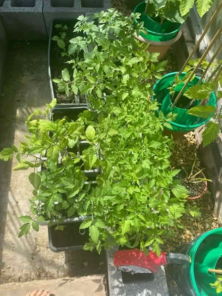 Photo of free 6 Tomato Plants left (Pagham PO21 4) #1