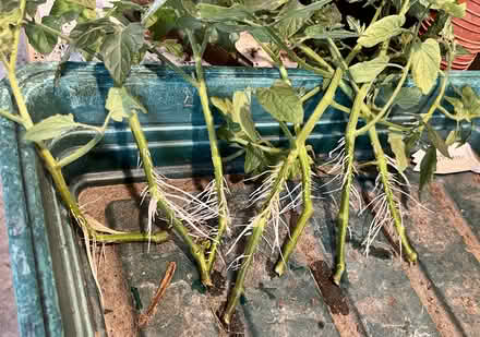 Photo of free Tomato plants from cuttings (Hatfield AL10) #2