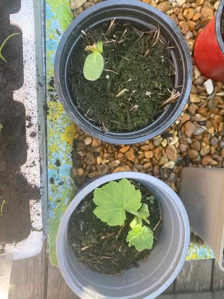 Photo of free Courgette plantlets (Pagham PO21 4) #1